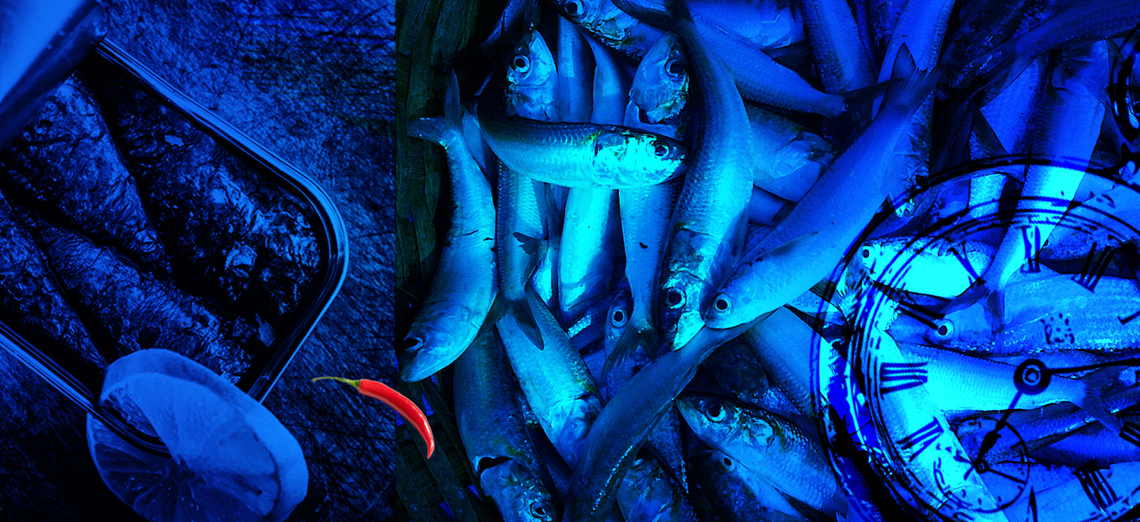 SARDINA 2C sardine pollastrini