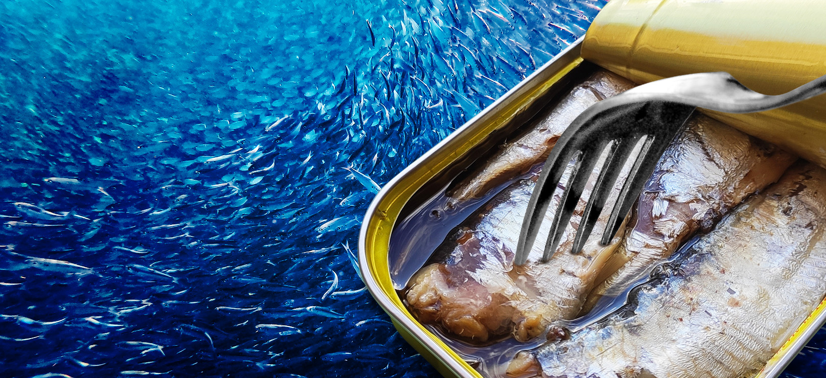 SARDINA A sardine pollastrini
